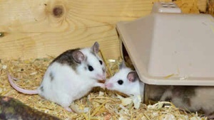 Scientists Achieve Fertile Mice with Dual-Father DNA: Breakthrough Opens New Avenues in Reproductive Science