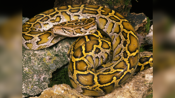 Indian Python slithering through a lush forest environment.