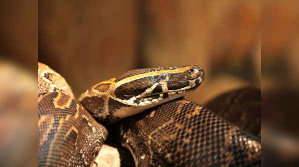 African Rock Python hunting in the African wilderness.