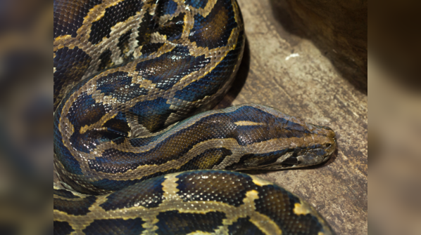 Burmese Python resting in its marsh habitat.