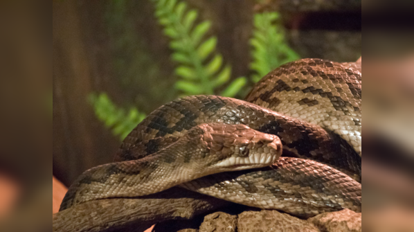 Amethystine Python displaying its unique scale coloration.
