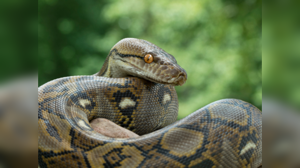 Reticulated Python showcasing its intricate skin pattern.