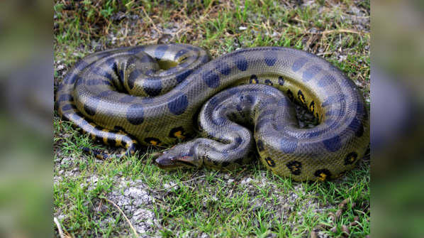 Green Anaconda submerged in the Amazon River.