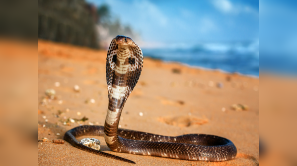King Cobra displaying its iconic hood.