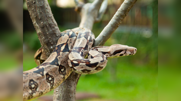 Boa Constrictor coiled and ready in a tropical forest.