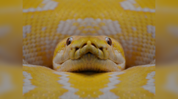 Yellow Anaconda lurking in the wetlands of South America.