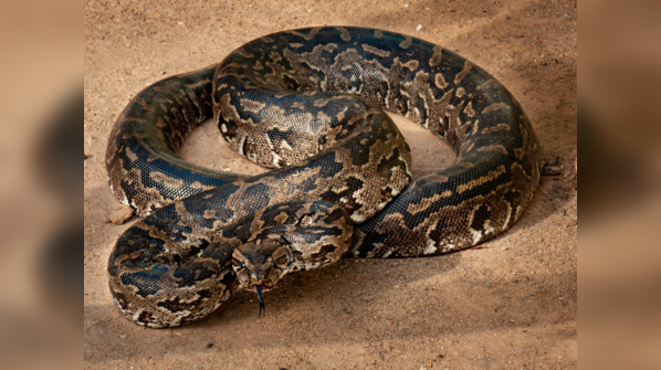 Southern African Rock Python basking in its natural habitat.