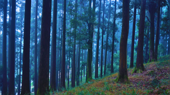 Spooky Dow Hill forest shrouded in mist
