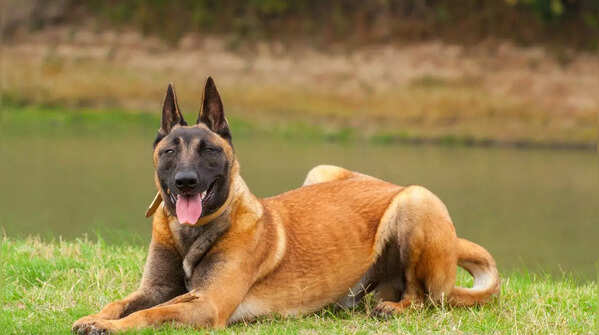 Belgian Malinois requires intense training and exercise.