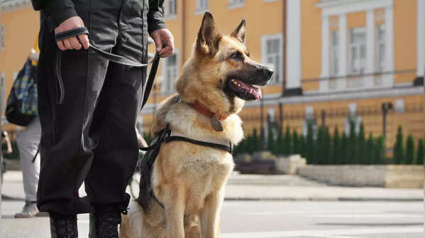 German Shepherd requires experienced handling and training.