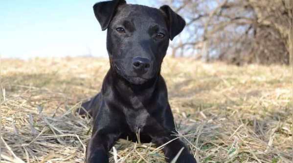 Patterdale Terrier's high energy makes it unsuitable for beginners.