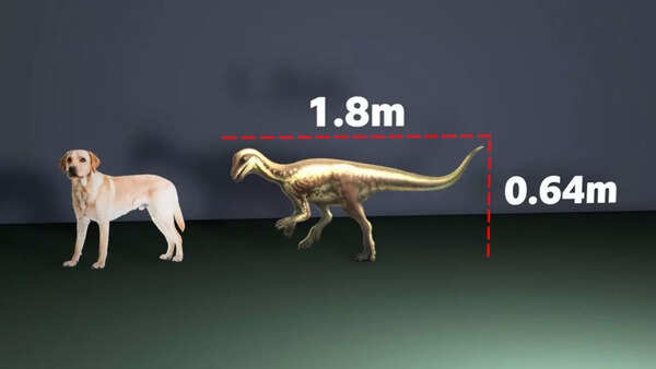 Illustration of the newly discovered dog-sized dinosaur