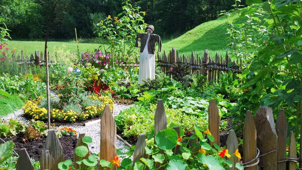 A lush kitchen garden thriving during monsoon