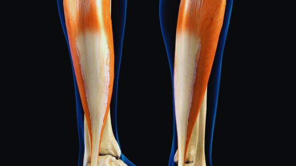 Diagram showing the soleus muscle