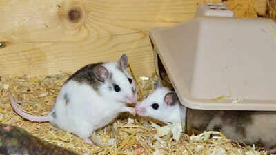 Two mice, representing the successful breeding using DNA from two fathers.