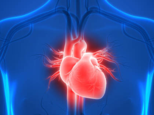 Drinking water enhances cardiovascular function