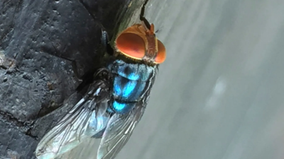 US records first human case of 'man eater' New World Screwworm: What is it? Causes, symptoms, treatment explained